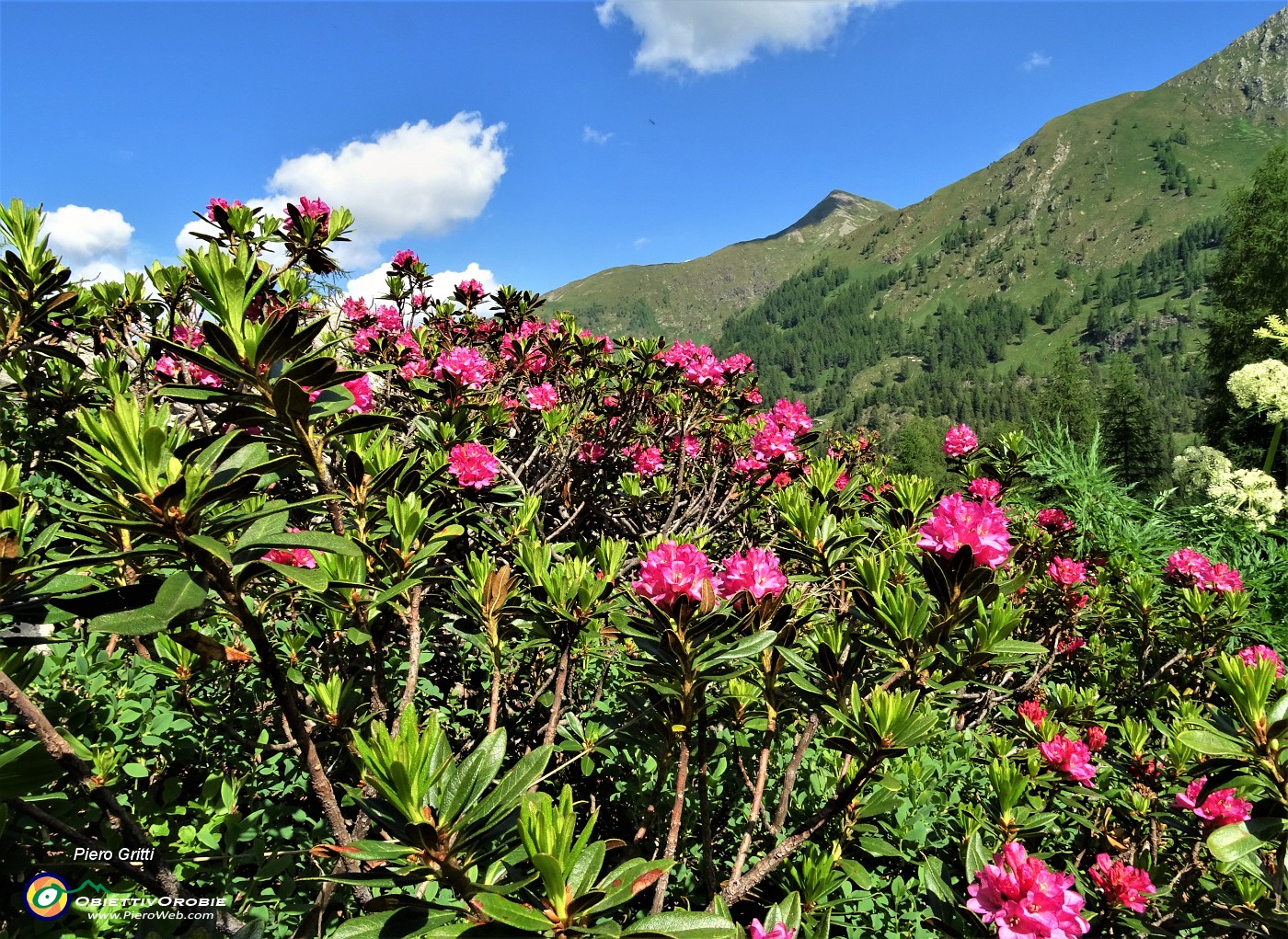 15 Rododendro rosso (Rhododendron ferrugineum).JPG